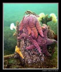 This was taken in the Puget Sound.....46 degrees this wee... by Jeremy Conklin 